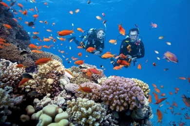 Tour Lặn Ngắm San Hô Sơn Trà 1 Ngày