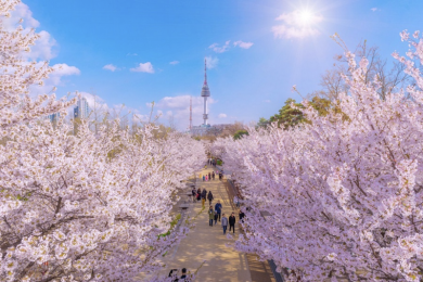 Tour Du Lịch Hàn Quốc Mùa Hoa Anh Đào 6N5Đ: Seoul - Jeju - Everland - Nami