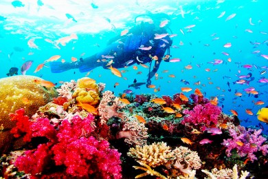 Tour Câu Cá - Lặn Ngắm San Hô Phú Quốc 1 Ngày