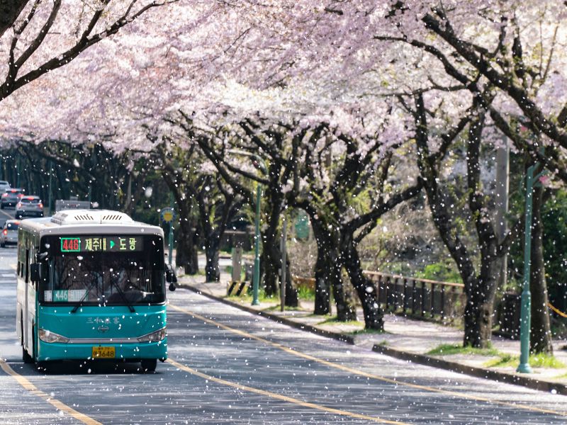 Du lịch đảo Jeju Hàn Quốc