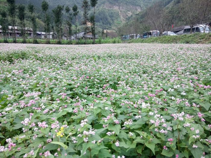 Du Lịch Hà Giang Mùa Tam Giác Mạch 3 Ngày 2 Đêm Từ Hà Nội