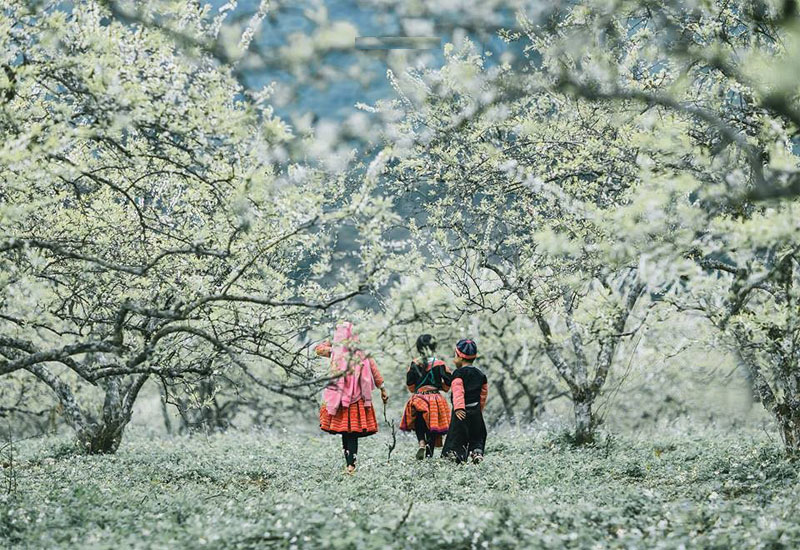 Tour Du Lịch Mộc Châu Mùa Hoa Mận 2 Ngày 1 Đêm Tết Nguyên Đán