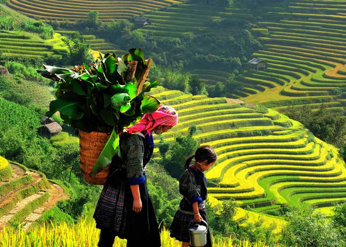 Tour Du Lịch Sapa - Cát Cát - Fansipan- Hàm Rồng 2 Ngày