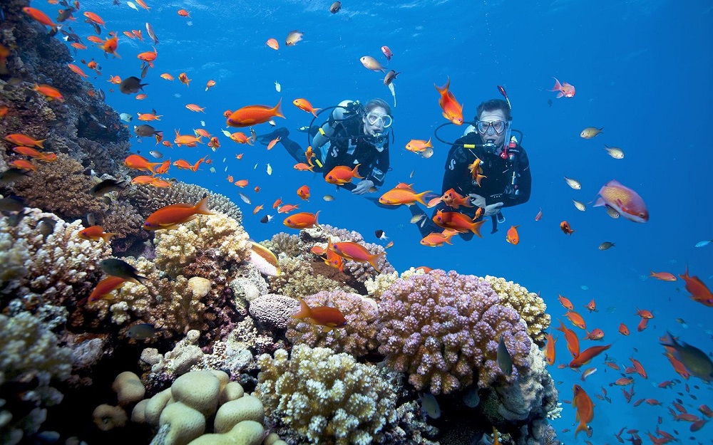 Tour Lặn Ngắm San Hô Sơn Trà 1 Ngày