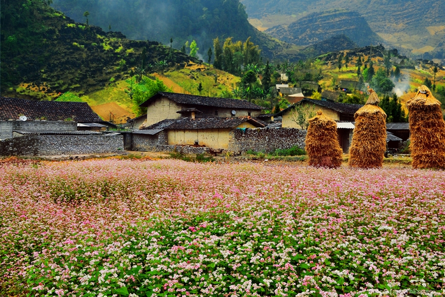 Du Lịch Hà Giang Mùa Tam Giác Mạch 3 Ngày 2 Đêm Từ Hà Nội