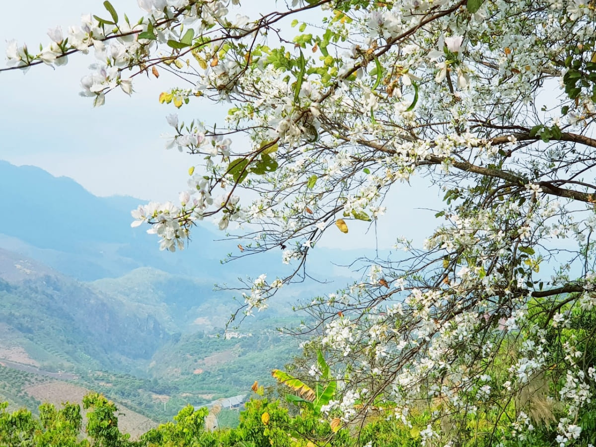 Du Lịch Điện Biên 3 Ngày 2 Đêm Mùa Hoa Ban Từ Hà Nội